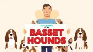 cute names for basset hounds