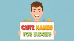 cute names for budgies